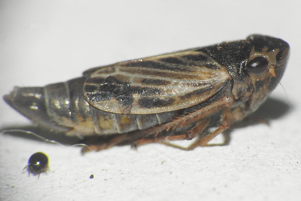 Evacanthus acuminatus