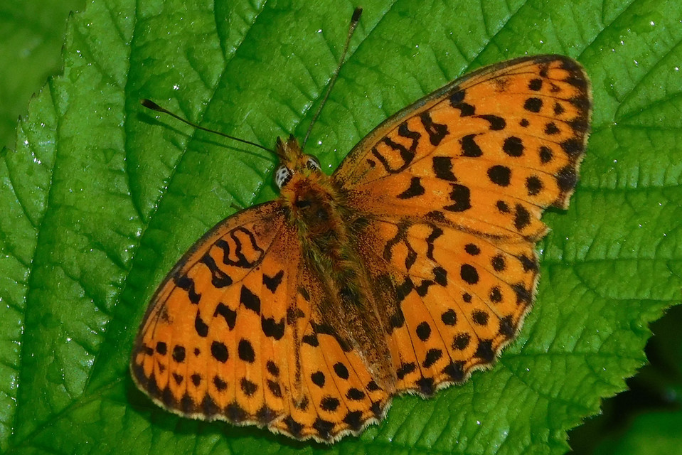 Brenthis daphne - málna-gyöngyházlepke