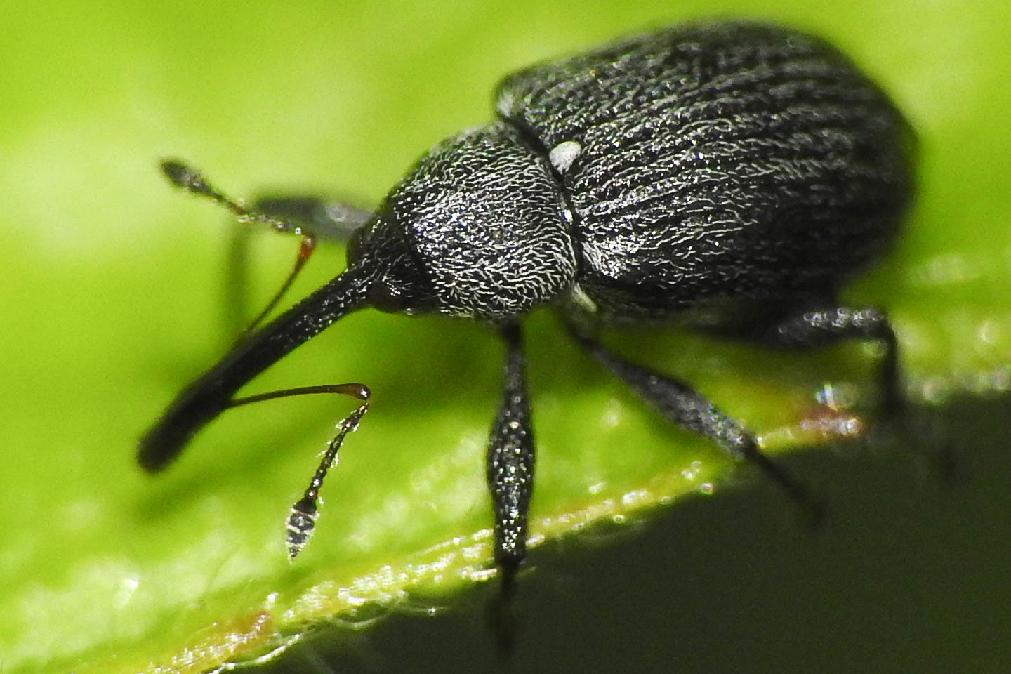 Anthonomus rubi - szamóca-bimbólikasztó