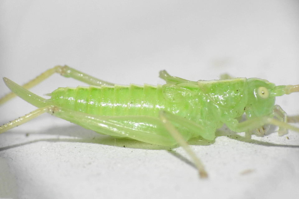 Meconema thalassinum - közönséges dobolószöcske