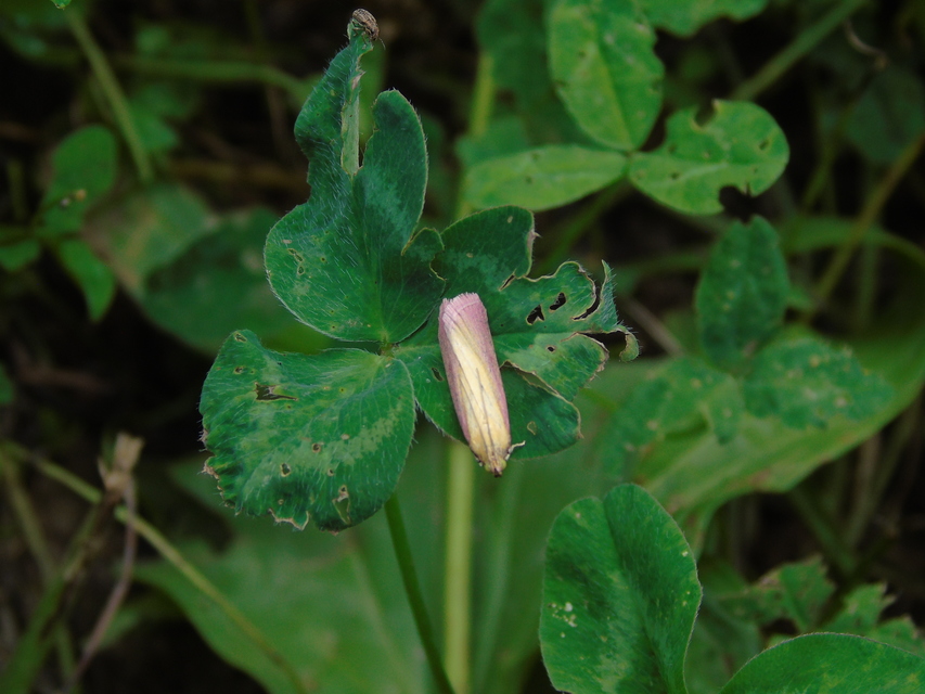 Oncocera semirubella - lucernamoly