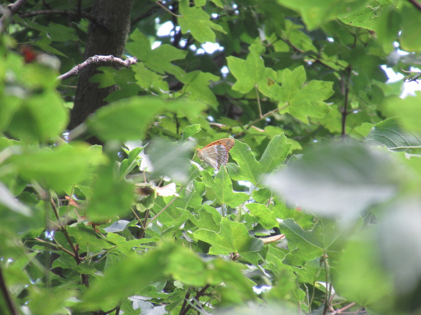 Argynnis paphia - nagy gyöngyházlepke