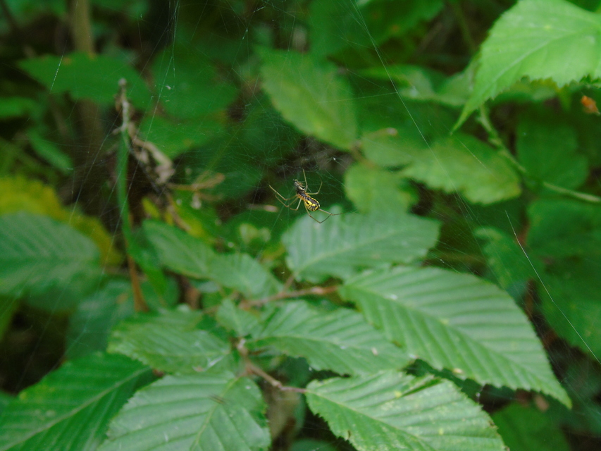 Neriene radiata - szegélyes vitorláspók