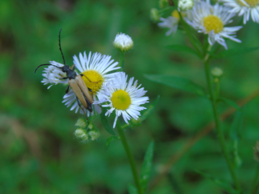 Stictoleptura rubra - vörös virágcincér