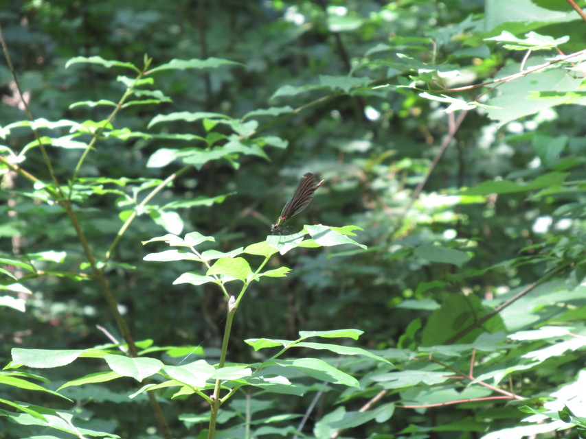 Calopteryx virgo - kisasszony-szitakötő