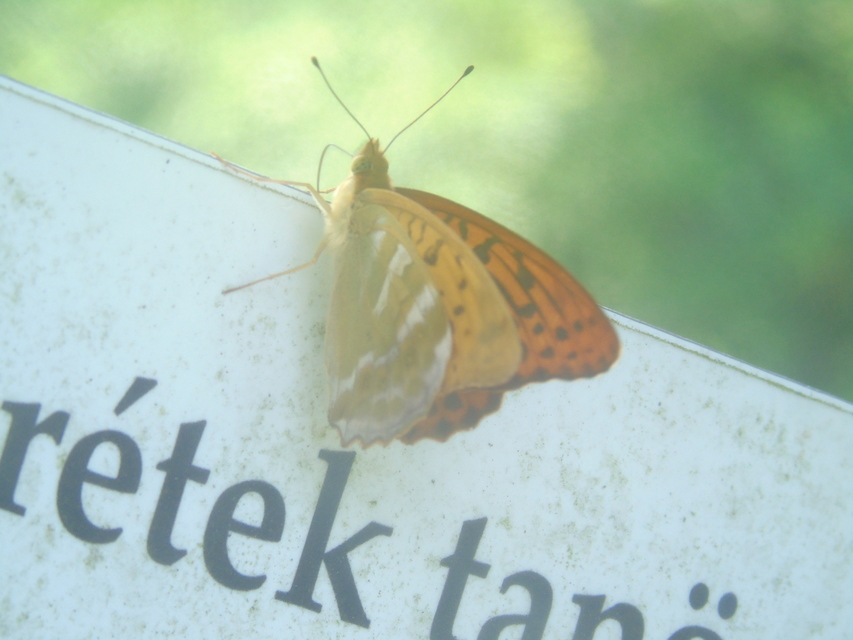Argynnis paphia - nagy gyöngyházlepke