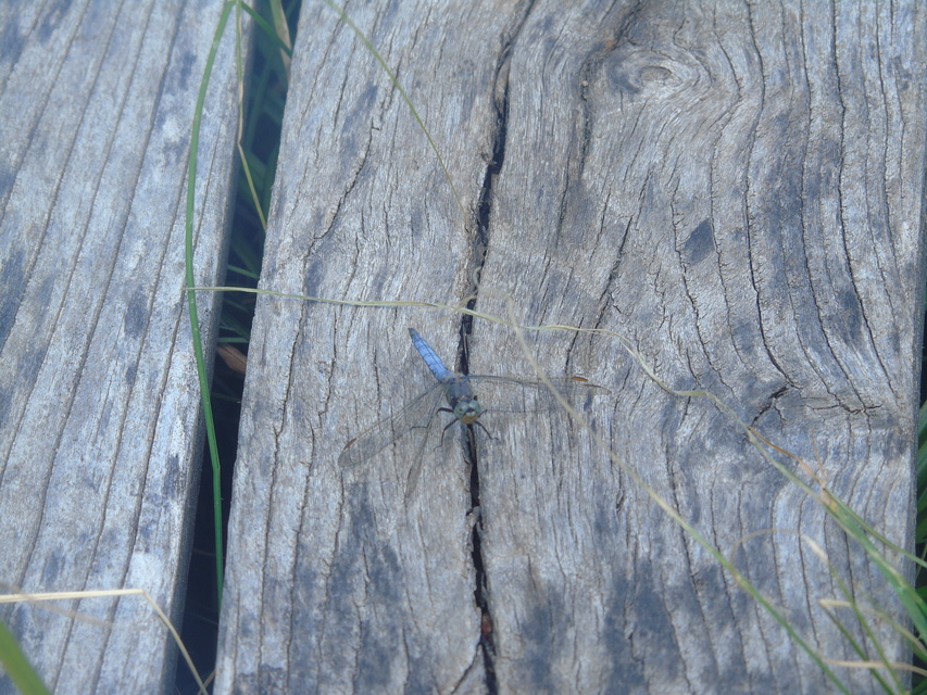 Orthetrum coerulescens - karcsú pásztorszitakötő
