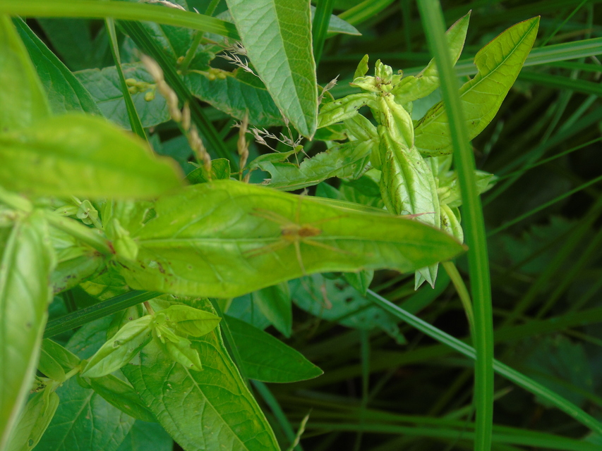 Dolomedes plantarius/fimbriatus
