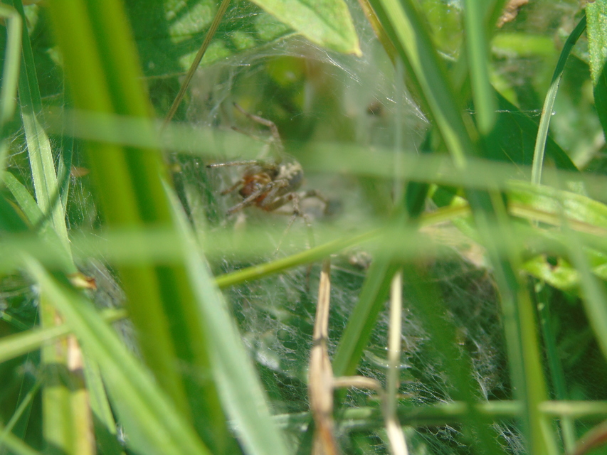 Agelena labyrinthica - illó tölcsérpók