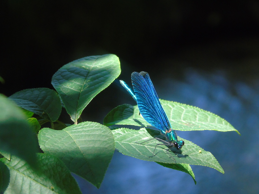 Calopteryx virgo - kisasszony-szitakötő