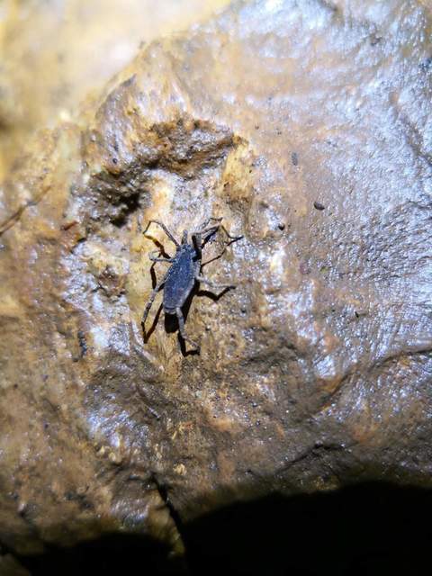 Trogulus