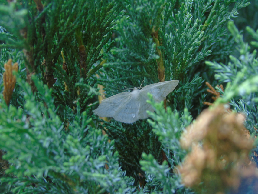 Cabera exanthemata - pettyes égeraraszoló