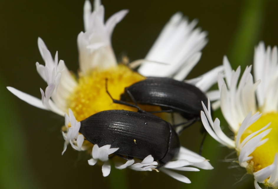Podonta nigrita - szerecsenbogár