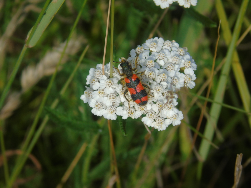 Trichodes favarius - hatfoltos méhészbogár