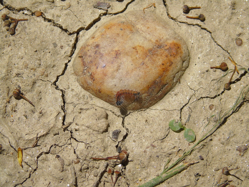 Phalera bucephala - sárgafoltos púposszövő