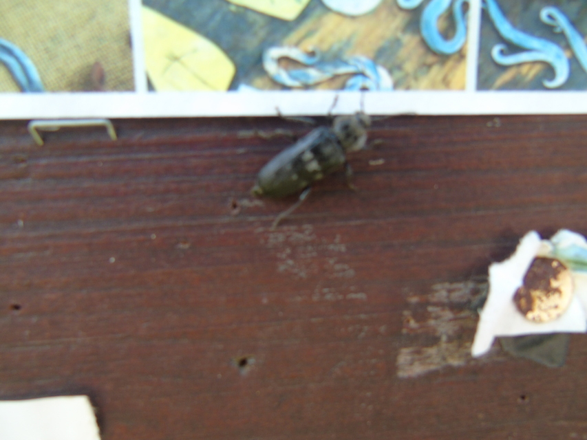 Hylotrupes bajulus - házicincér