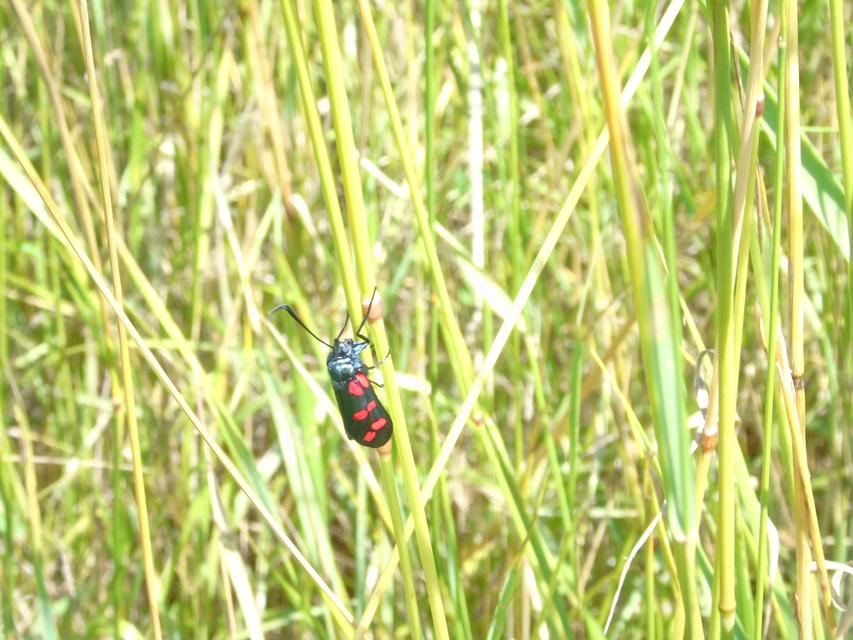 Zygaena filipendulae - acélszínű csüngőlepke