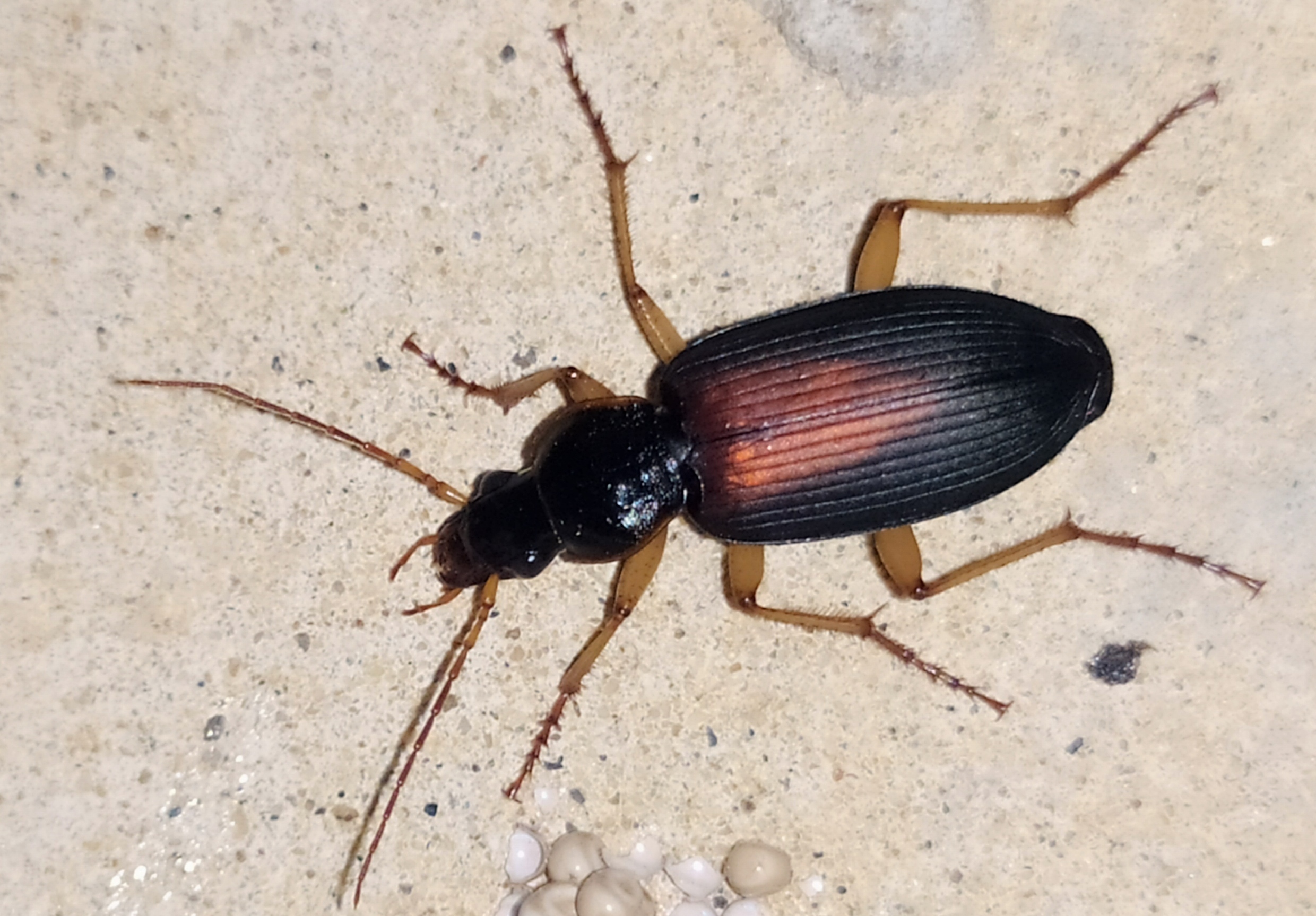 Dolichus halensis - hantfutó