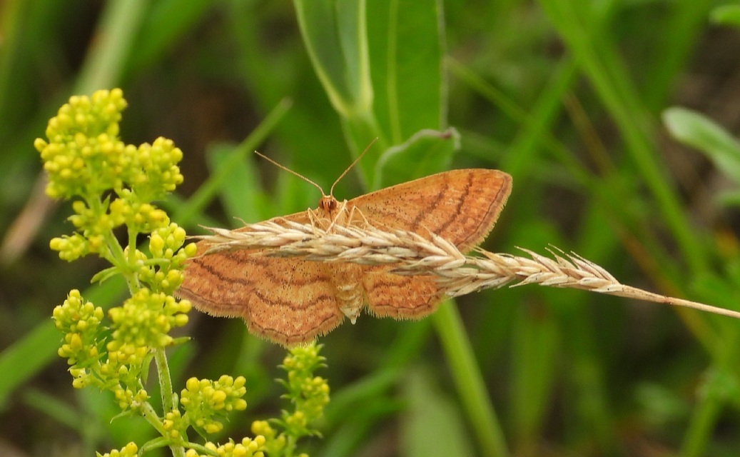 Idaea ochrata - okkerszínű sávosaraszoló