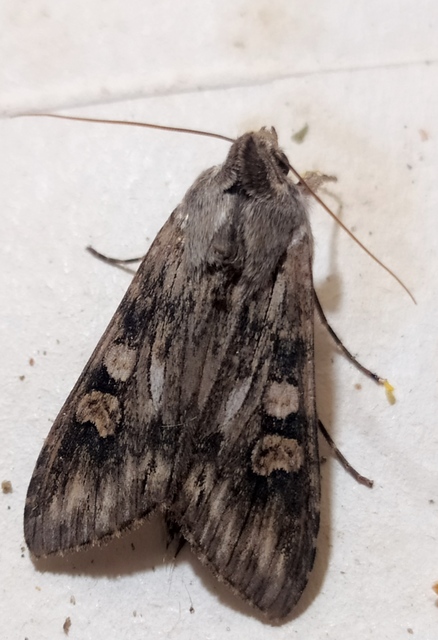 Cucullia artemisiae - feketeüröm-csuklyásbagoly