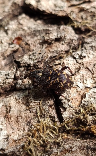 Hylobius abietis - nagy fenyvesormányos