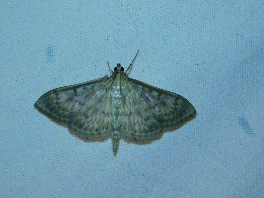 Patania ruralis - csalánevő tűzmoly