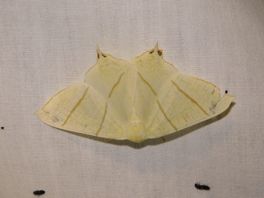 Ourapteryx sambucaria - fecskefarkú araszoló