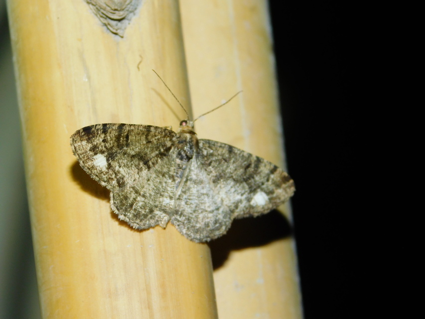 Parectropis similaria - barna zuzmóaraszoló