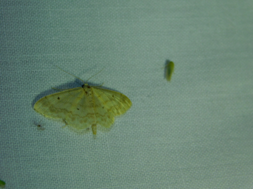 Idaea biselata - mocsári sávosaraszoló