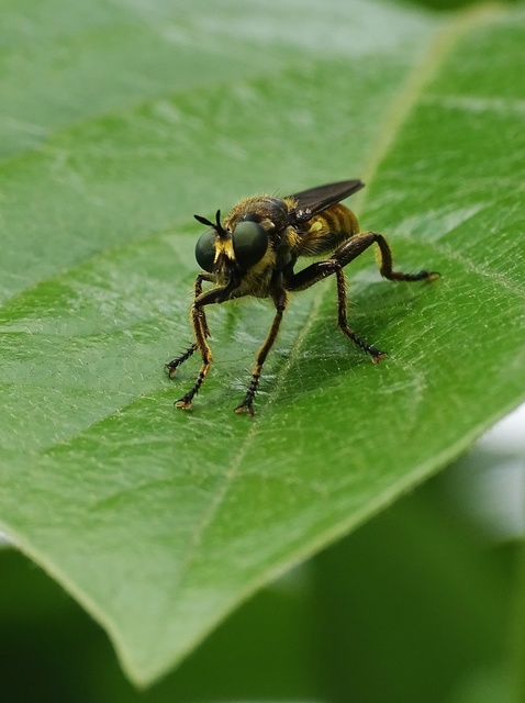Choerades fimbriata/fulva
