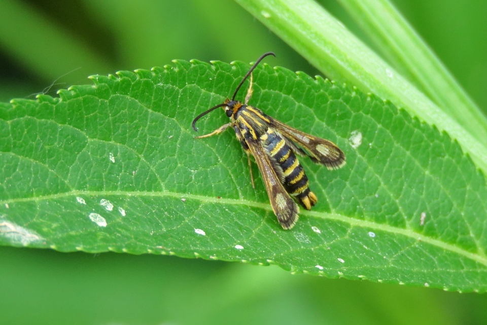 Sesiidae - szitkárfélék