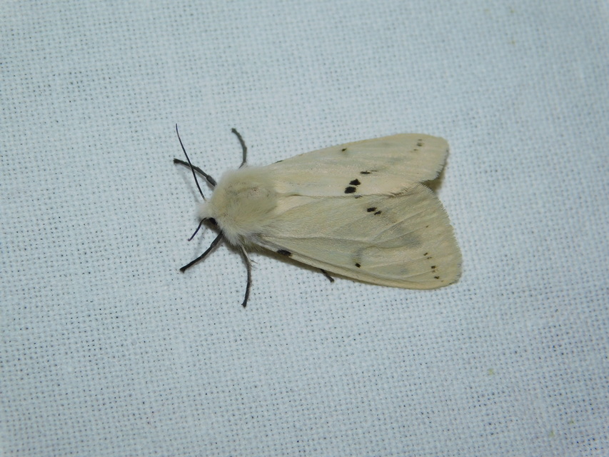 Spilarctia lutea - sárgás medvelepke