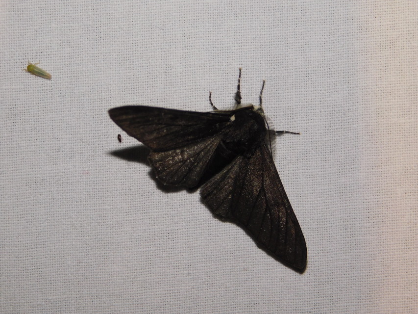 Biston betularia - szürkepettyes araszoló