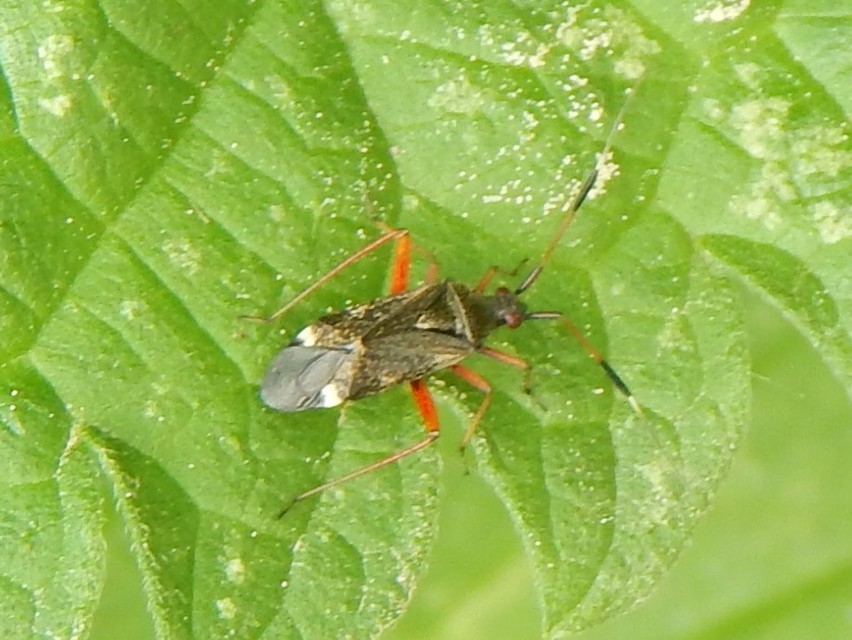 Closterotomus fulvomaculatus - komlópoloska Closterotomus fulvomaculatus - komlópoloska