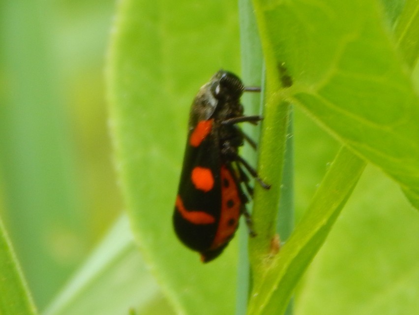 Cercopis