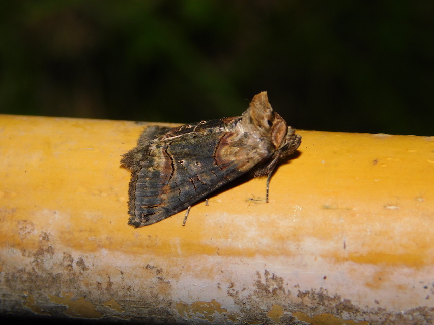 Abrostola triplasia - közönséges csalánbagoly
