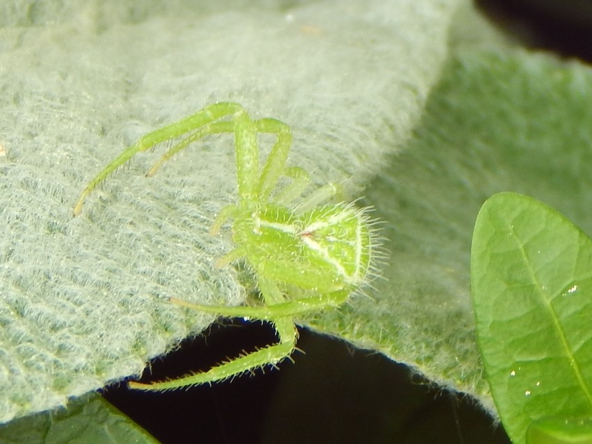 Heriaeus graminicola/hirtus