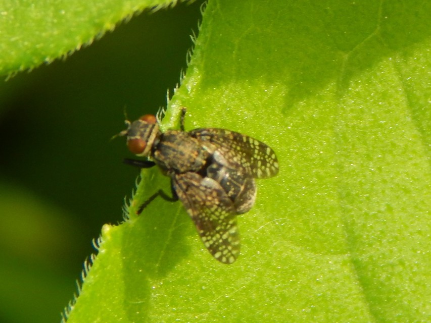 Platystoma