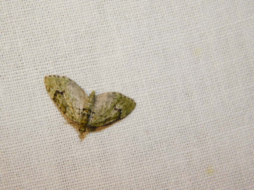Chloroclystis v-ata - zöldes törpearaszoló