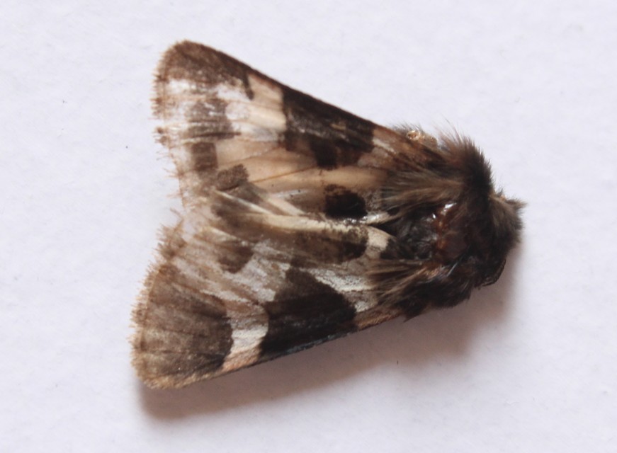 Watsonarctia deserta - tarka medvelepke