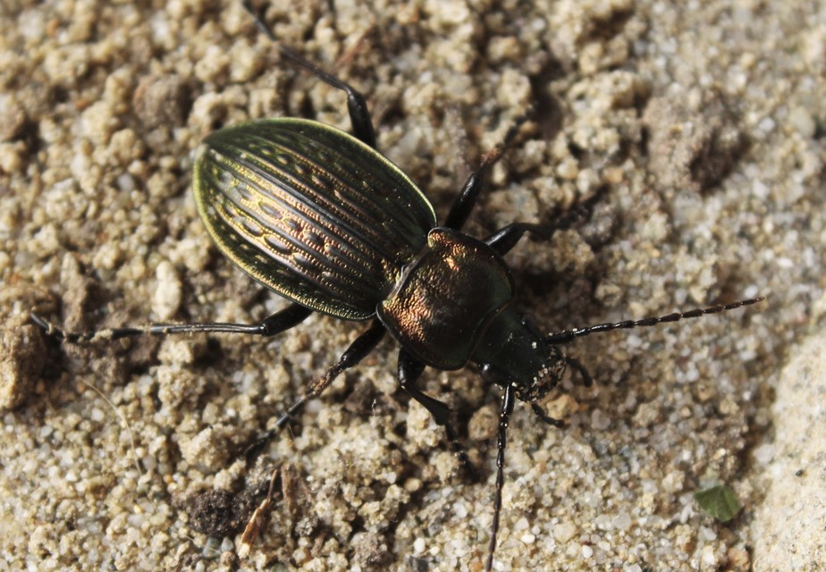 Carabus ulrichii - rezes futrinka Carabus ulrichii - rezes futrinka