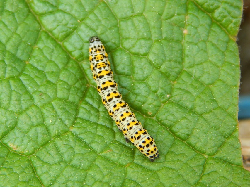 Shargacucullia gozmanyi/scrophulariae/verbasci