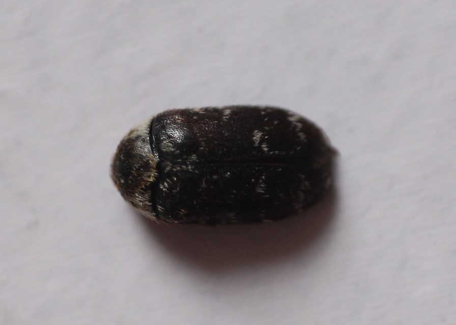 Lanorus pantherinus