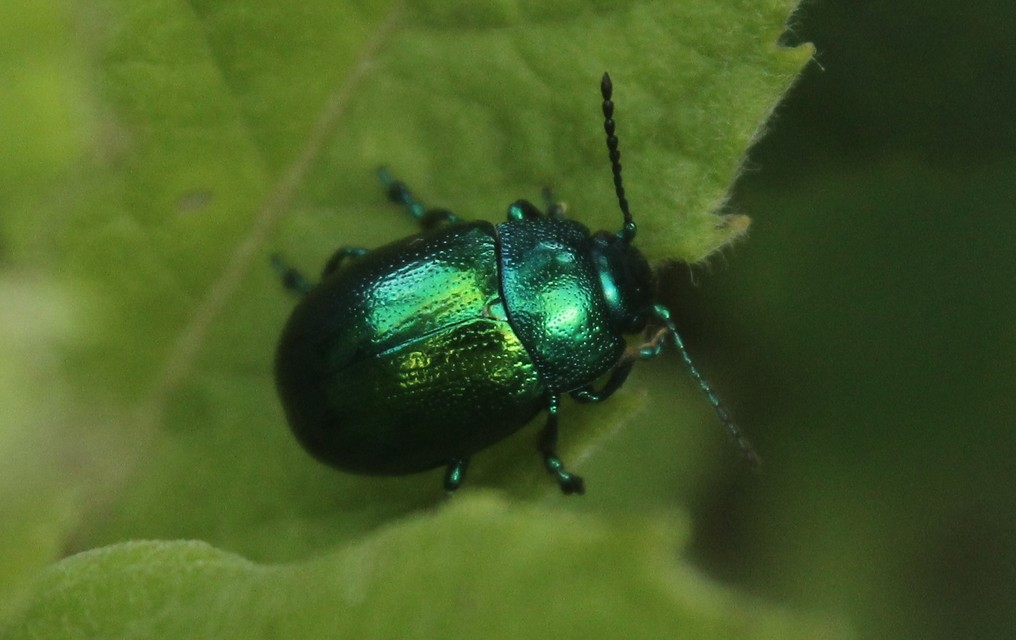 Chrysolina herbacea - zöld mentalevelész