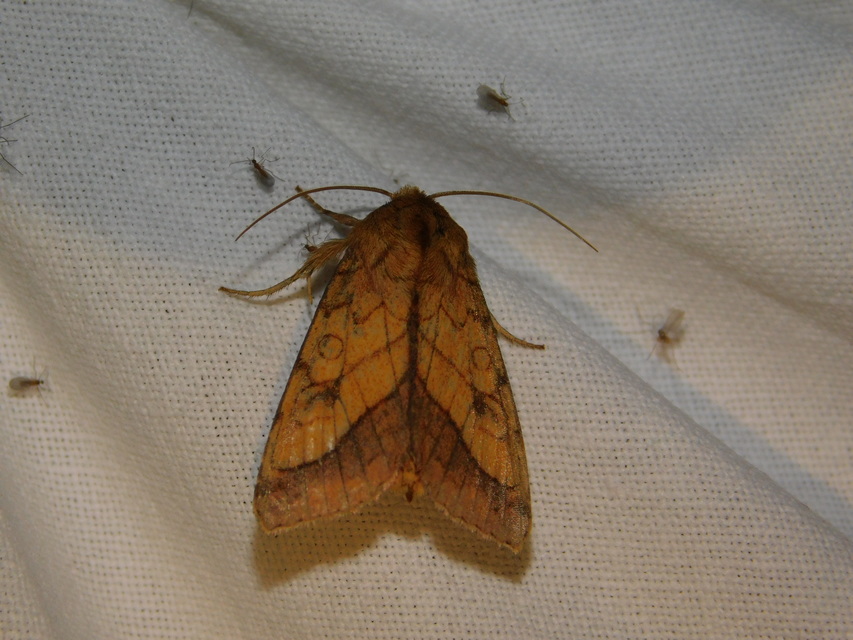 Pyrrhia umbra - iglicebagoly