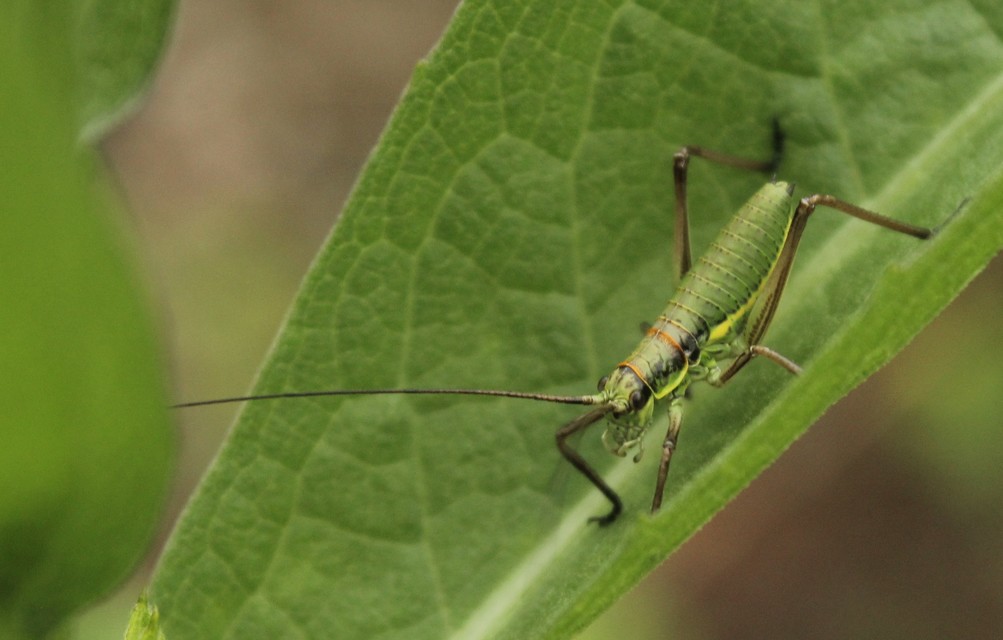 Ephippiger ephippiger - nyergesszöcske