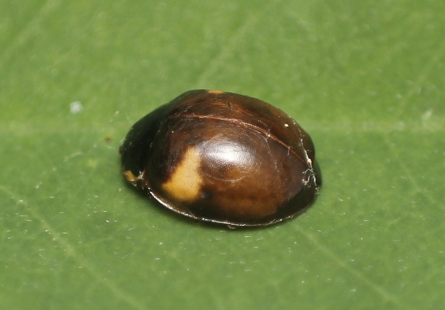 Adalia decempunctata - tízpettyes katica