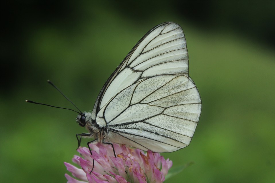 Aporia crataegi - galagonyalepke