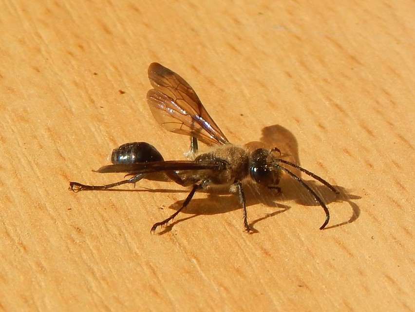 Isodontia mexicana - mexikói fűdarázs
