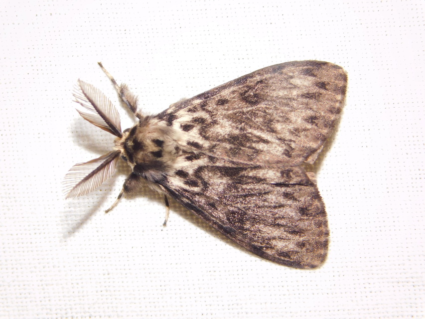 Lymantria monacha - apácalepke